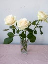 Three white roses in a vase on the table Royalty Free Stock Photo