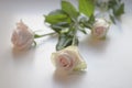 Three white roses on a white background