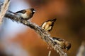 Three White rumped munias Royalty Free Stock Photo