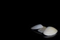 Three white unique seashells, reflections black background
