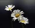 White shasta daisies isolated against a dark background in the morning light Royalty Free Stock Photo