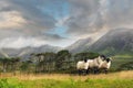 Three white sheep in foreground. Twelve pines island and scenic mountains in the background. Beautiful clouds over mountain peaks. Royalty Free Stock Photo