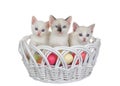 Three white and Siamese kittens in an Easter Basket, isolated Royalty Free Stock Photo