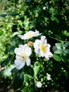 Three white silvestre roses Royalty Free Stock Photo