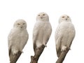 Three white snowy owls sit on tree branches isolated on white Royalty Free Stock Photo