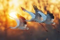 Three white storks flying in the sunset light. Migrating birds. Nature background. Royalty Free Stock Photo