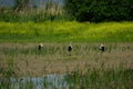 Three white storks at Hutovo Blato bird reserve