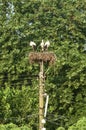 Three white storks in nest