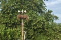 Three white storks in nest