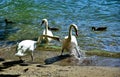 Three white swans behave aggressively