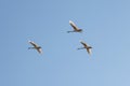 Three white swans flying on a blue sky background at sunny day Royalty Free Stock Photo