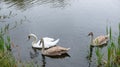 Three white swans on the lake Royalty Free Stock Photo