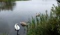 Three white swans on the lake Royalty Free Stock Photo