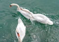 Three white swans on the lake. Royalty Free Stock Photo