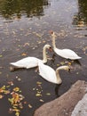 Three white swans on the lake Royalty Free Stock Photo