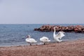 Three white swans on the shore of Lake Garda on a foggy winter day Royalty Free Stock Photo