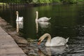 Three white swans swim in the lake Royalty Free Stock Photo