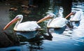 Three white swans swimming on a calm Lake in the early morning with beautiful reflection. group team concept Royalty Free Stock Photo