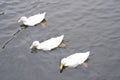 Three swans swimming Royalty Free Stock Photo