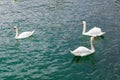 Three white Swans swimming in a lake Royalty Free Stock Photo