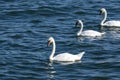 Three White Swans Swimming in Lake Ontario Royalty Free Stock Photo