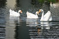 Three white swans swimming in the lake Royalty Free Stock Photo