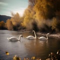 Swans swimming in a river