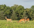 Three White-Tailed Deer Grazing in Field Royalty Free Stock Photo