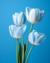 three white tulips against a blue background