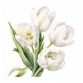 Delicate Watercolor Illustration Of White Tulips On A White Background