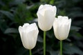 Three white tulips. photo