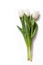 White tulips