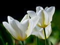 Three white tulips with yellow veins and green leaves