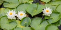 Three white water lilies in a row in a patch of wild lily pads Royalty Free Stock Photo