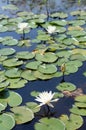 Three White water Lotus lily flowers Royalty Free Stock Photo