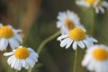 Three white and yellow daisies on a blurred background under the sun in summer Royalty Free Stock Photo