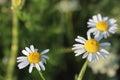 Three white and yellow daisies on a blurred background under the sun in summer Royalty Free Stock Photo