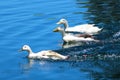 Three white and yellow ducks swimming across still lake waters at Kenneth Hahn Park
