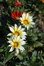 Three white and yellow flowers of gazania