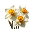 Three white and yellow Narcissus flowers with yellow centers on a white background. Royalty Free Stock Photo