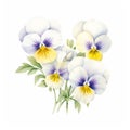 White Prosperity Pansy Watercolor Painting On White Background Royalty Free Stock Photo