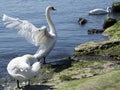 Three white young swans Royalty Free Stock Photo