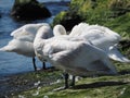 Three white young swans Royalty Free Stock Photo