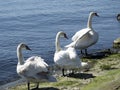 Three white young swans