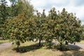 Three whitebeams with ripening berries in September