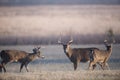 Three whitetail bucks Royalty Free Stock Photo