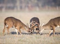 Three whitetail bucks fighting Royalty Free Stock Photo