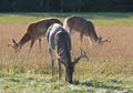 Three Whitetail Deer Bucks Royalty Free Stock Photo