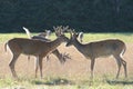 Three Whitetail Deer Bucks Royalty Free Stock Photo