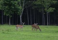 Three whitetail deer Royalty Free Stock Photo